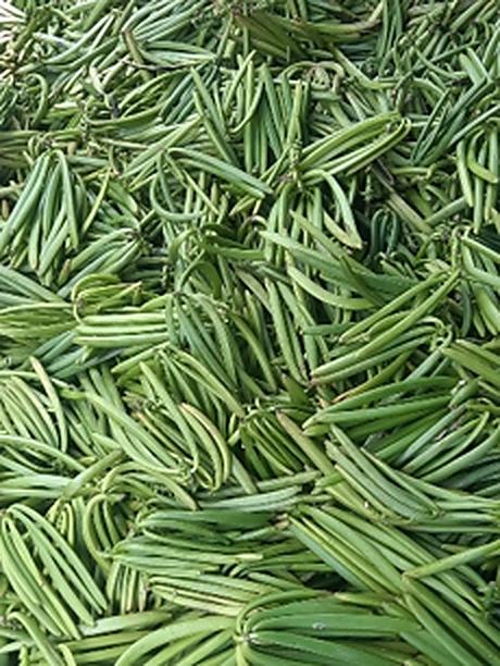 1. Freshly Harvested — 1