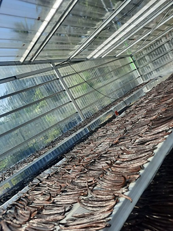 3. Cured in an Enclosed Greenhouse — 1
