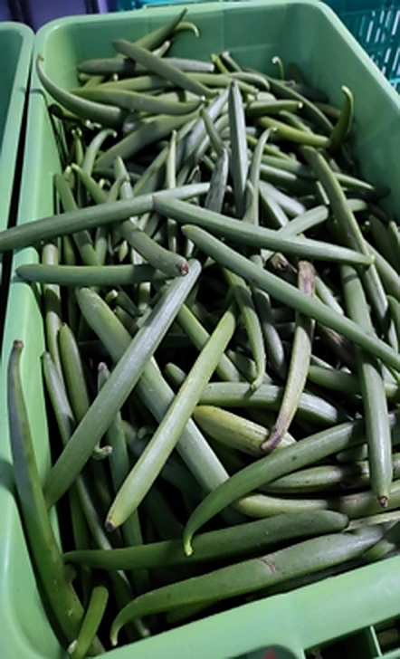 1. Freshly Harvested — 4