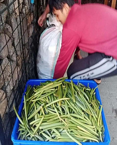 1. Freshly Harvested — 3