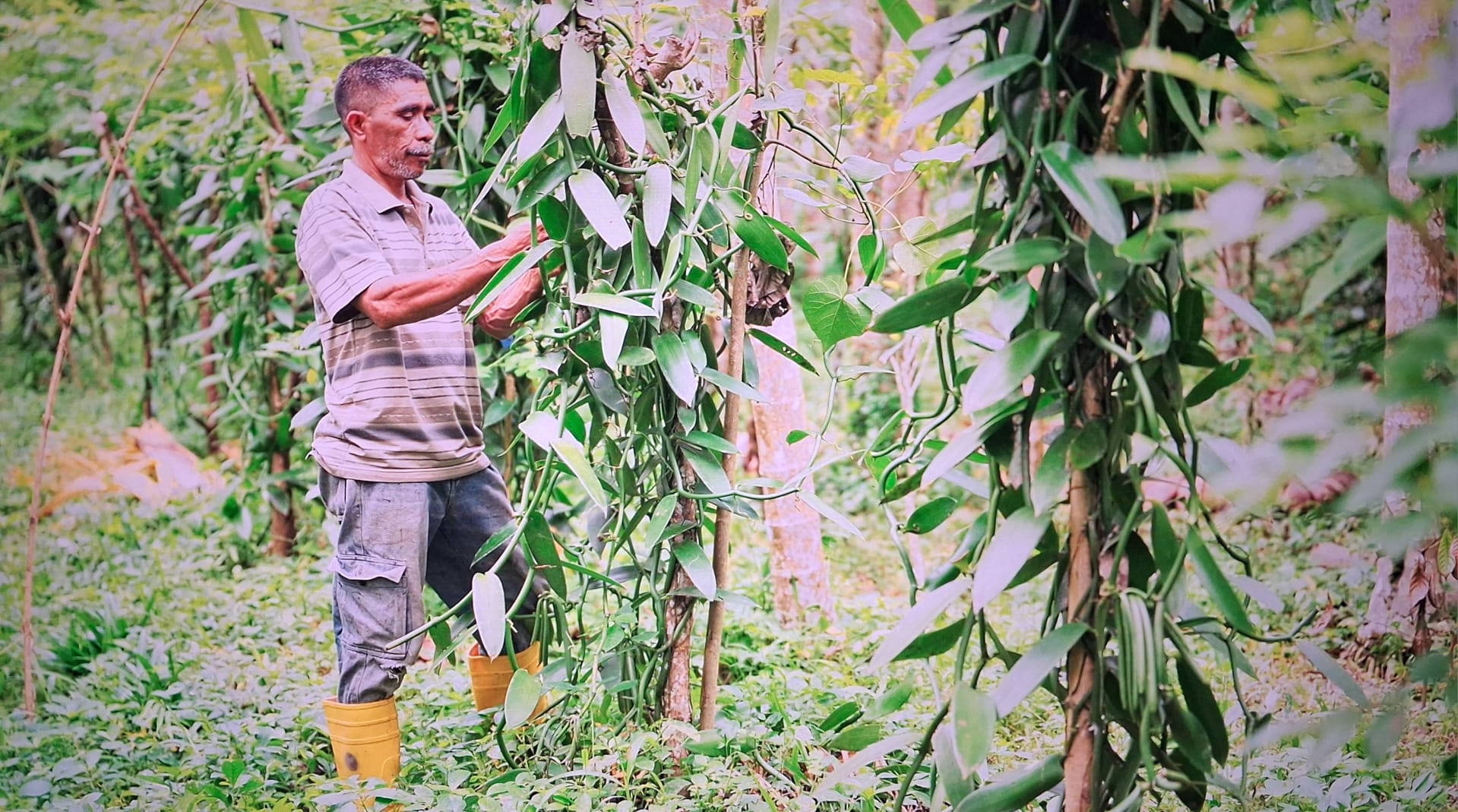 Man working in a vanilla plantation