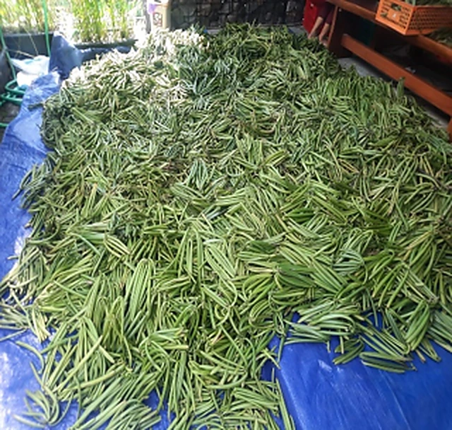1. Freshly Harvested — 2
