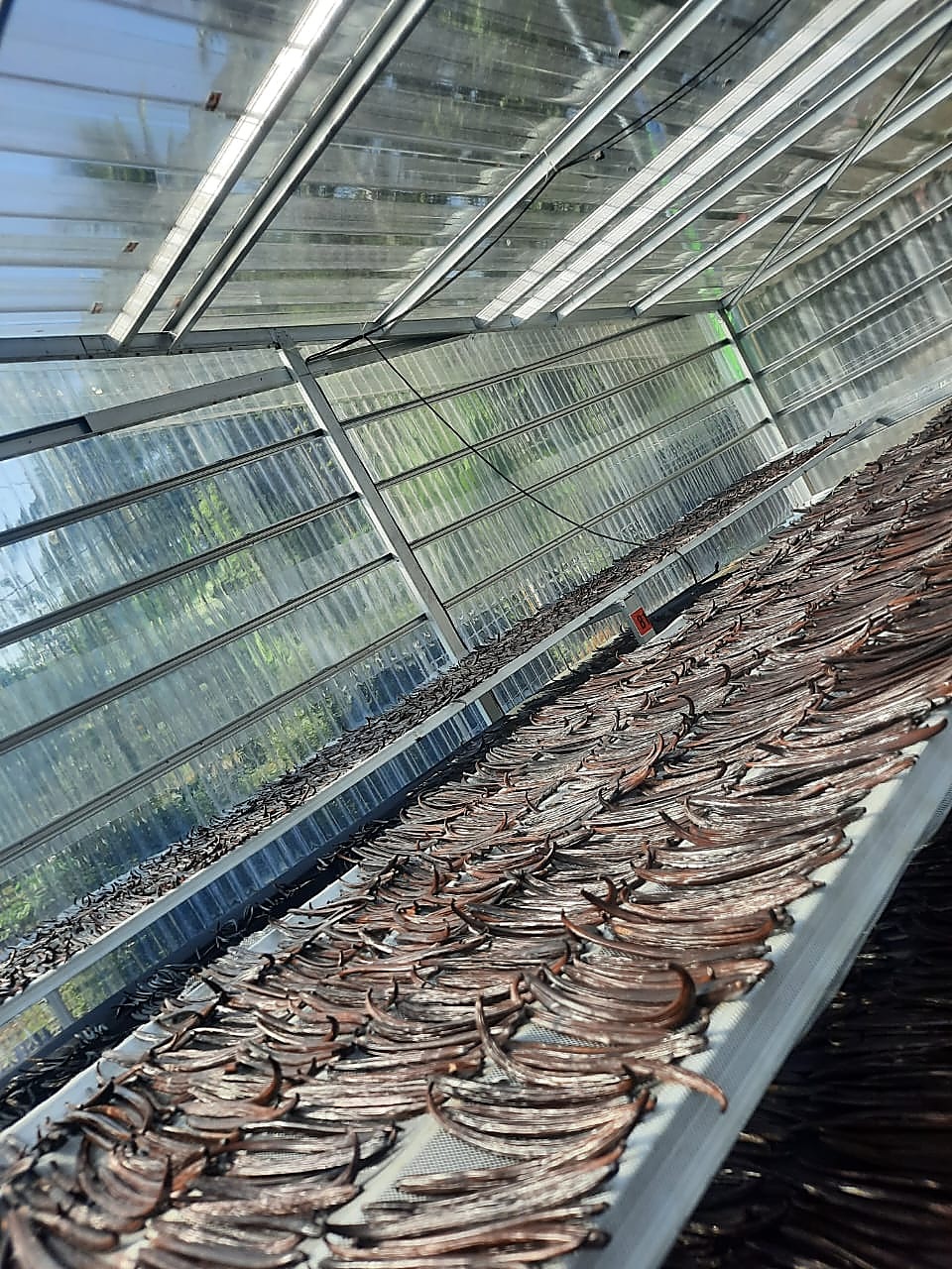 Vanilla beans drying in the greenhouse