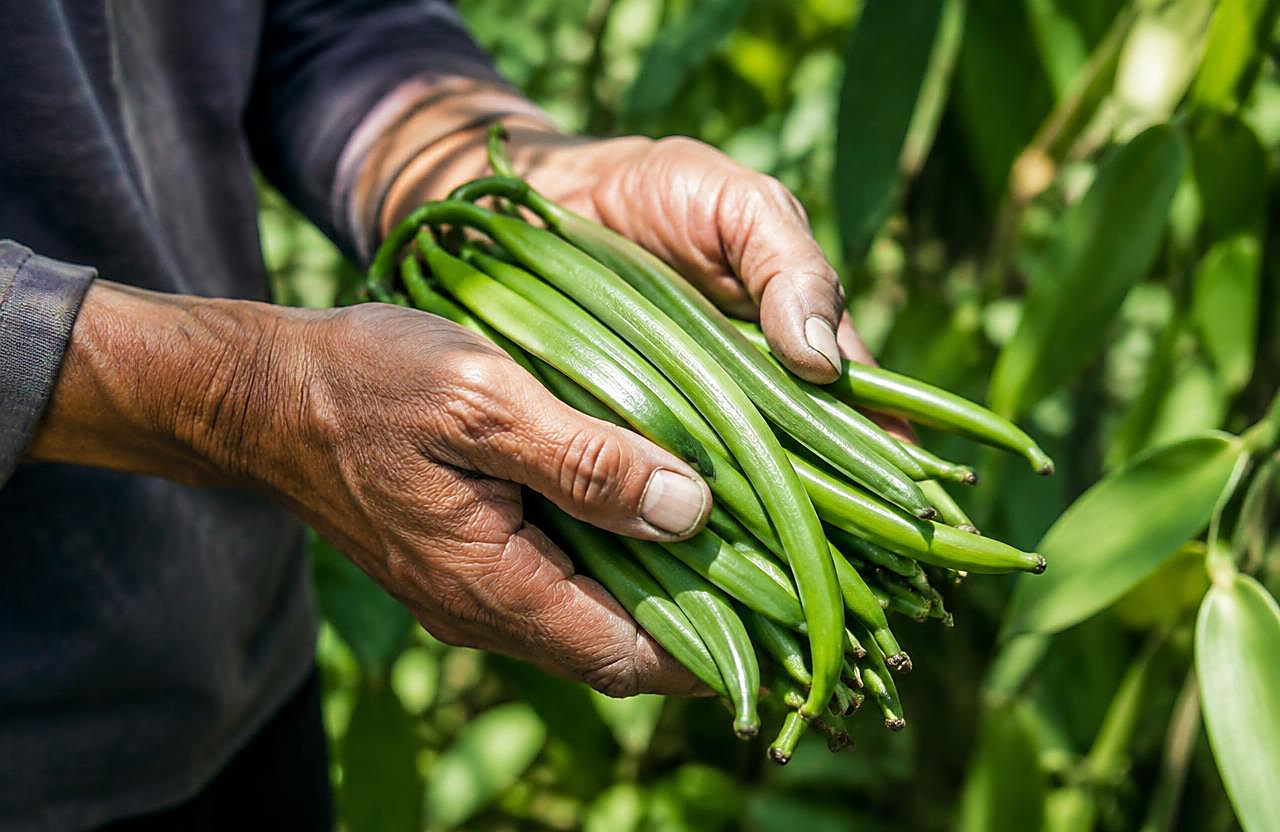Farmer holding vanilla beans